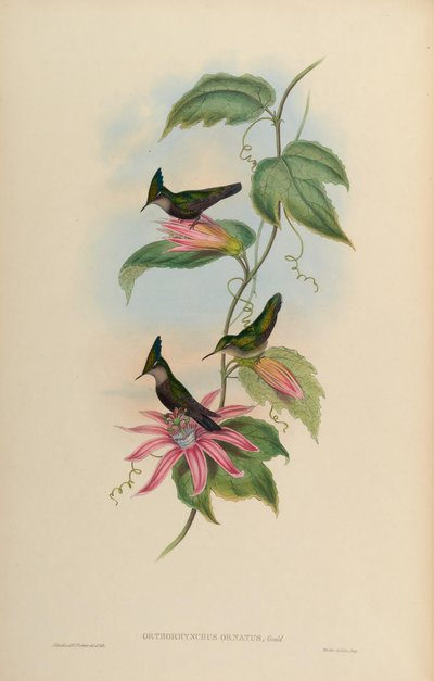 Orthorhynchus ornatus = Orthorhynchus cristatus ornatus by John Gould